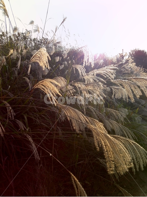 억새,silvergrass,갈대,reed,식물,plant,lawn,grass,식물,자연,plants,nature
