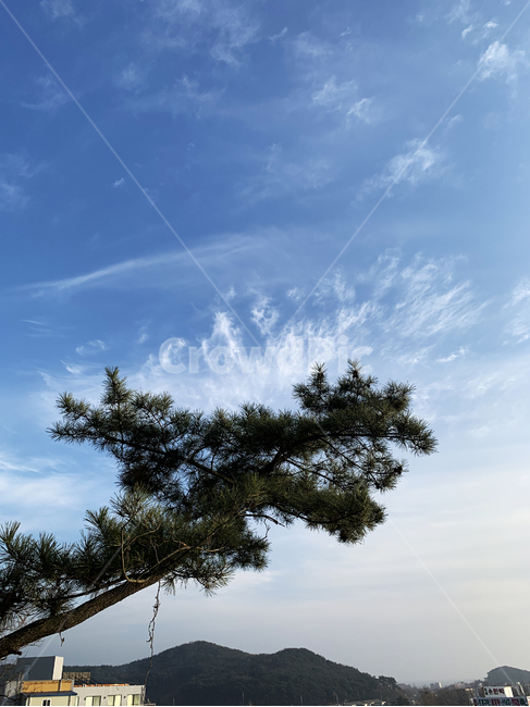 나무,하늘,바다,풍경,구름,겨울,계절,소나무,자연,자연물,wood,sea,sky,blue,green,자연,풍경,nature,landscape,tree,plant,식물,fir,전나무