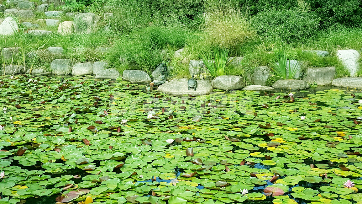 lotus,연꽃,연못,pond,garden,정원,습지