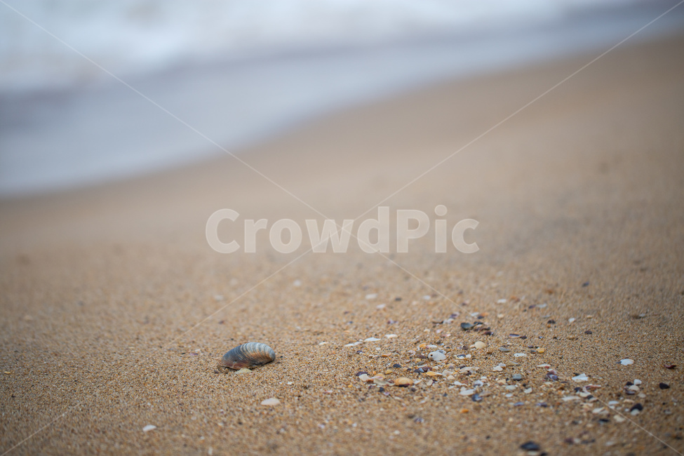 해변,모래사장,물거품,바다,조개껍질,해변,바다,beach,sea