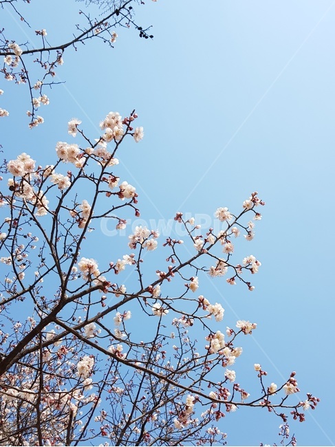 꽃,하늘,벚꽃,핑크,흰꽃,분홍꽃,봄,꽃구경,봄,계절,spring,season,식물,자연,plants,nature,꽃,flower,plant,blossom