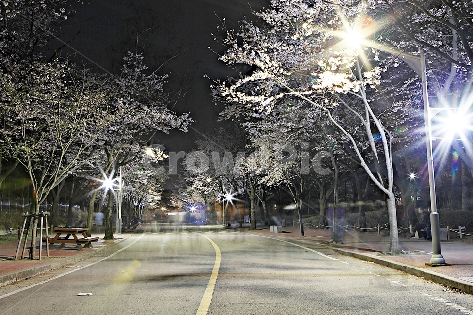 벗꽃,꽃,야간벗꽃,인천대공원,조명,풍경,자연,배경