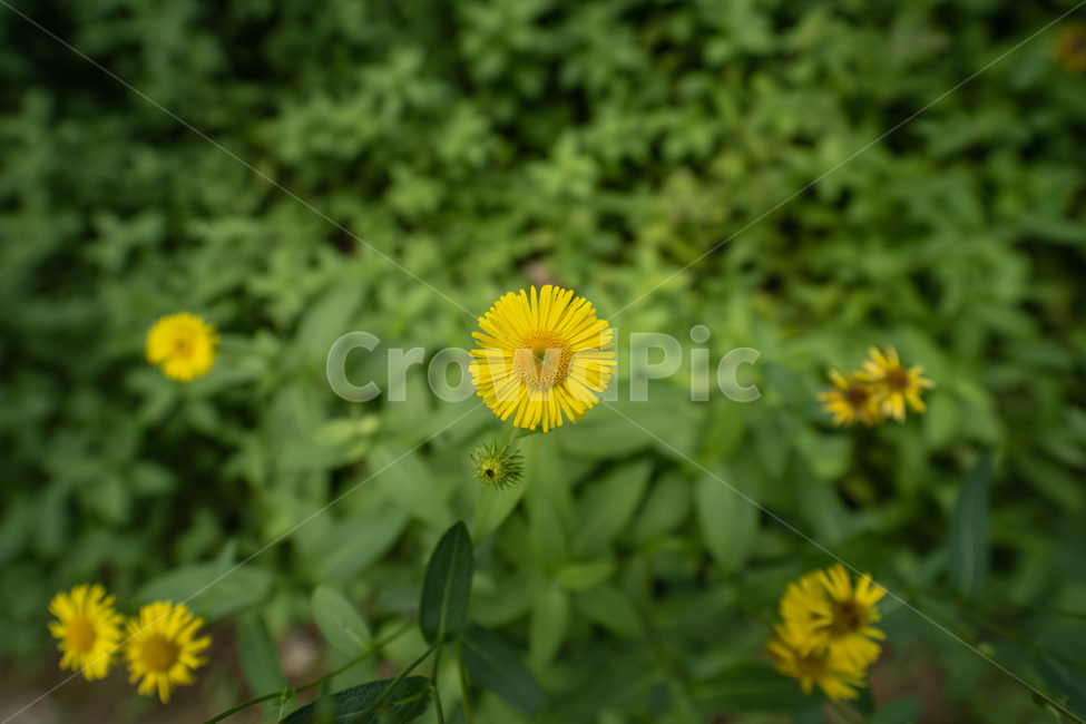 꽃,식물,flower,plant,botanical,식물,자연,plants,nature,꽃,flower