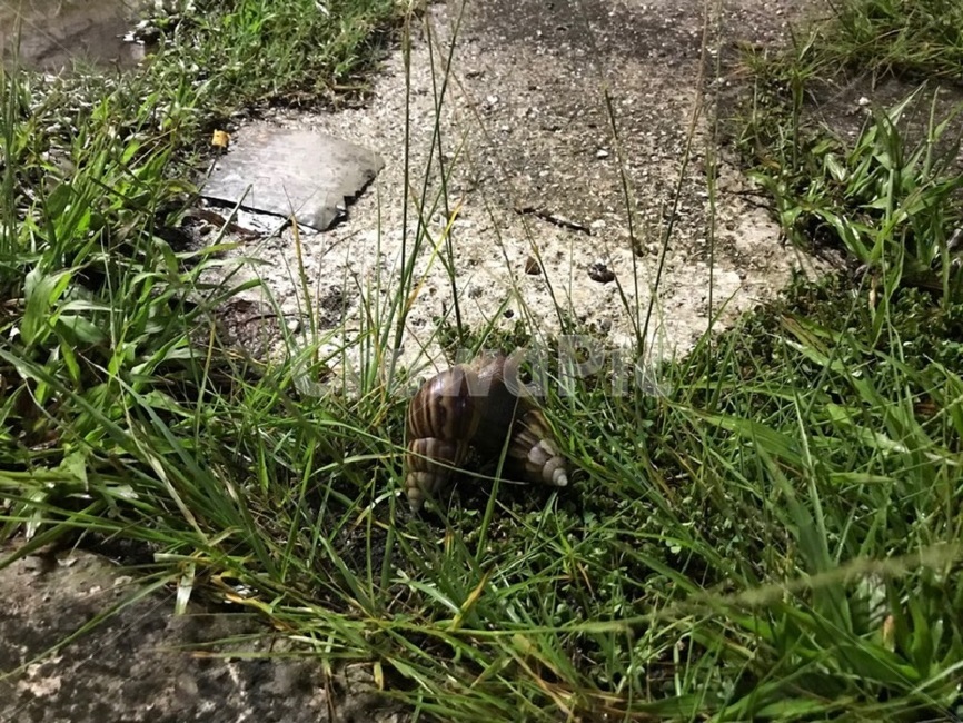 자연,달팽이,nature,곤충,풀,동물,animal