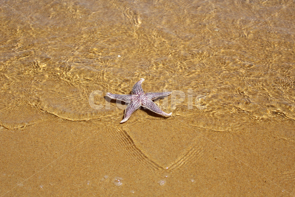 불가사리,바다,해변,starfish,sea,beach,해변,바다,beach,sea