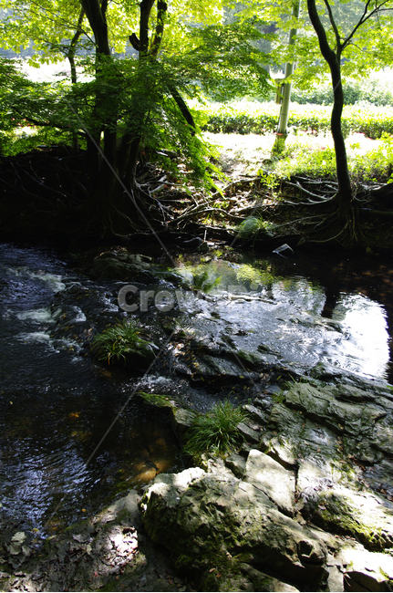 초록,냇물,바위,나무,잎,식물,자연,풍경,nature,landscape,water,물,land,땅,outdoors,옥외,creek,작은 만,stream,흐름