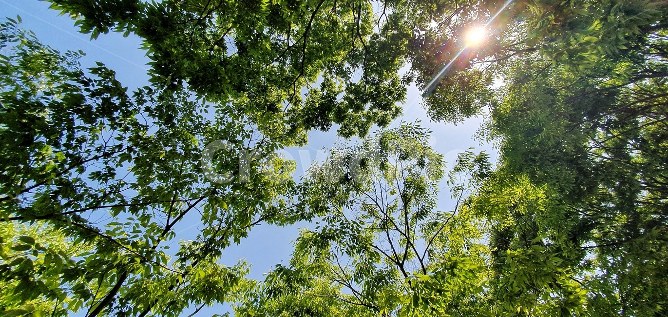 햇살,나무,하늘,자연,봄,산뜻함