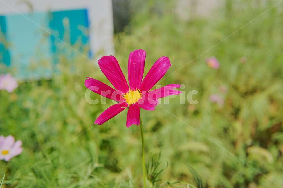 plant,코스모스,식물,petal,꽃잎,blossom,flower,꽃,nature,자연,캔디드,캔디드샷,candied,candiedshot,식물,자연,plants,nature,꽃,flower