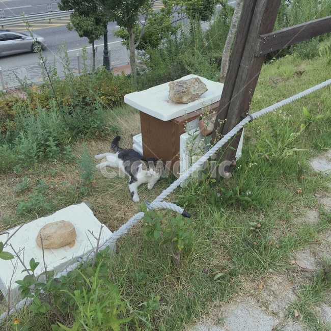 고양이,감성,새벽,하늘,구름,풍경,일상,필름,동물,animal,포유류,mammal,고양이,cat,kitten,kitty