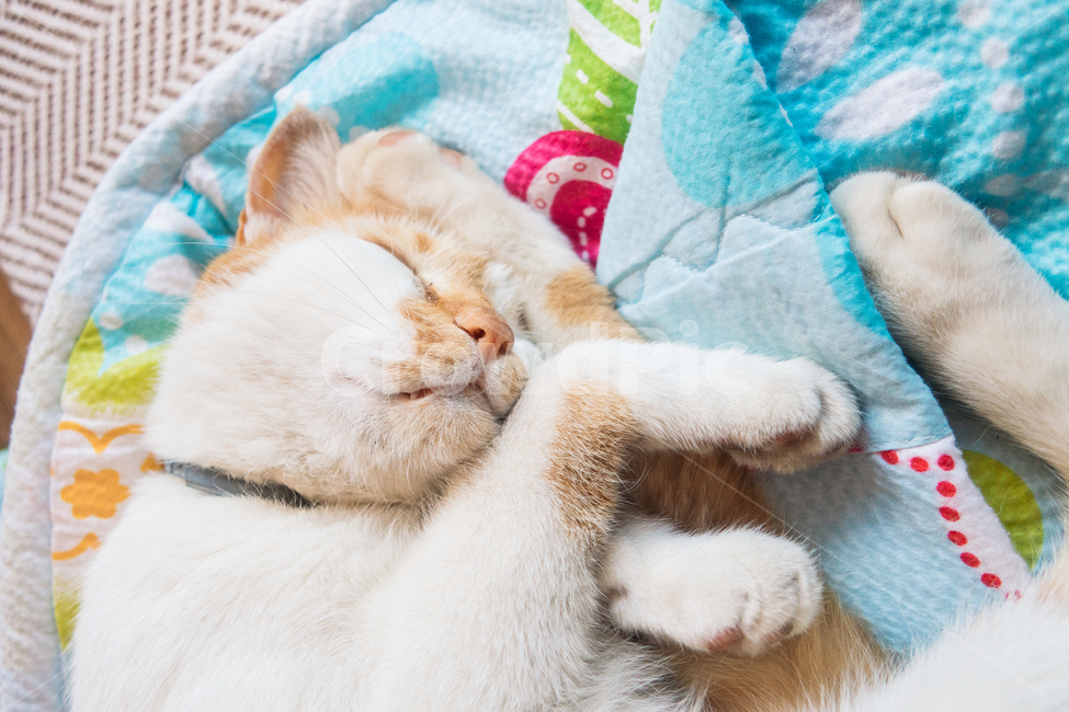 고양이,냥이,캣,냥냥이,야옹이,cat,동물,잠자는고양이,산책냥,동물,animal,포유류,mammal,고양이,cat,kitten,kitty,감성,sensible,feeling