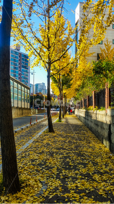 가로수,은행나무,가을,노랑,노랑색,하늘,파란하늘,산책로,path,통로,plant,나무,tree,식물