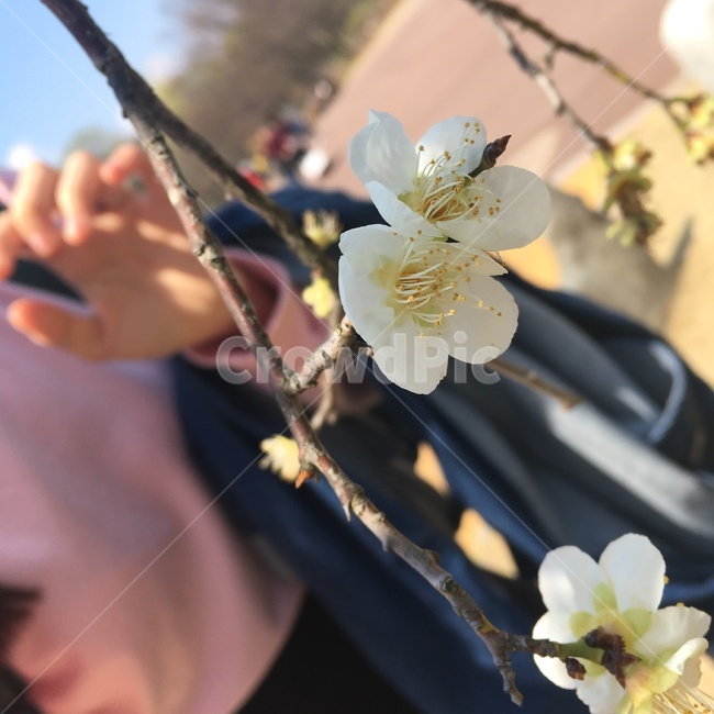 벚꽃,꽃,봄꽃,봄,개화,벚꽃접사,식물,plant,cherryblossom