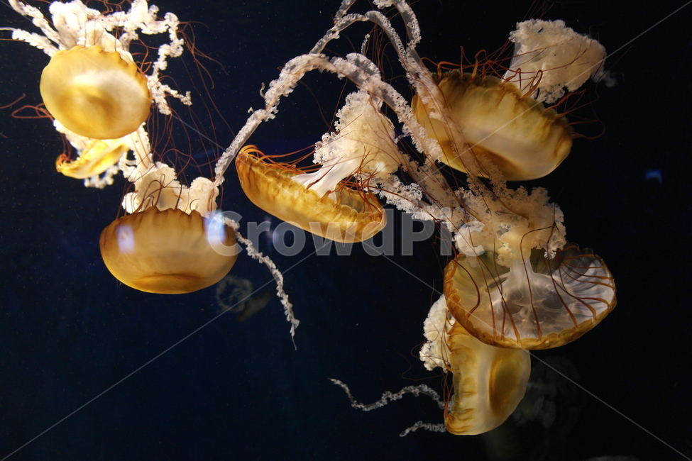 jellyfish,해파리,animal,동물,invertebrate,무척추동물,sealife,해양생물,동물,animal