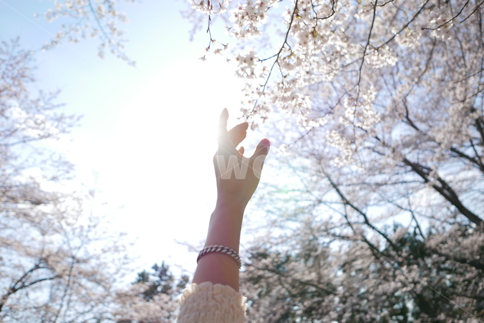 벚꽃,벚나무,손,감성,플레어,하늘,손가락,봄,계절,spring,season