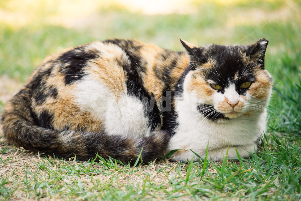 냥냥이,고양이,캣,cat,길고양이,삼색이,동물,animal,포유류,mammal,고양이,cat,kitten,kitty