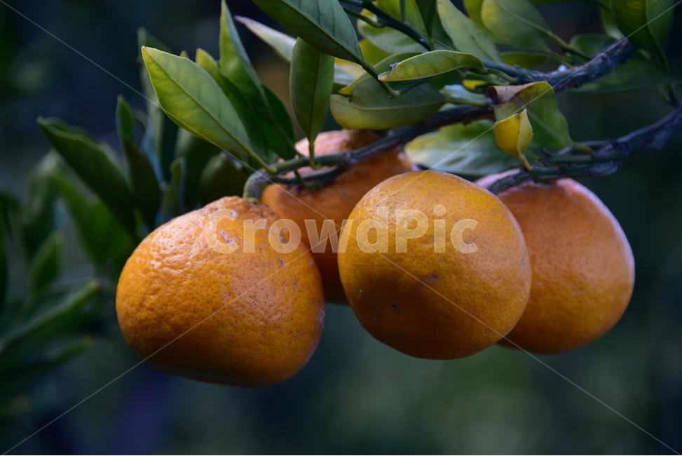 귤,밀감,감귤,mandarin,tangerine,과일,제주도,식물,자연,plants,nature,과일,열매,fruit