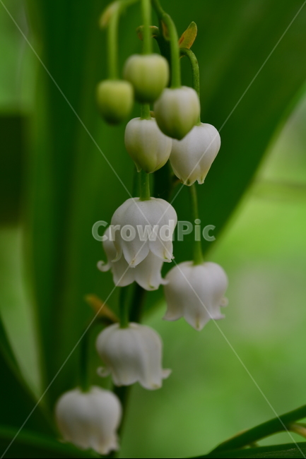 꽃,야생화,식물,자연,봄,식물,자연,plants,nature,꽃,flower