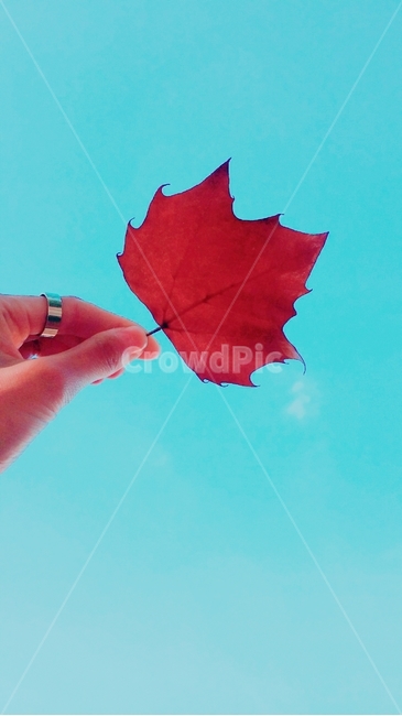 잎,단풍,나뭇잎,하늘,민트,감성,편지,나무,식물,그리움,plant,가을,봄,여름,tree,단풍나무,반지,손,손모델,구름