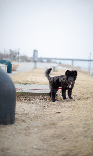 한강,강아지,산책,애완동물,멍멍이,검정강아지,동물,animal,포유류,mammal,개,강아지,dog,doggy