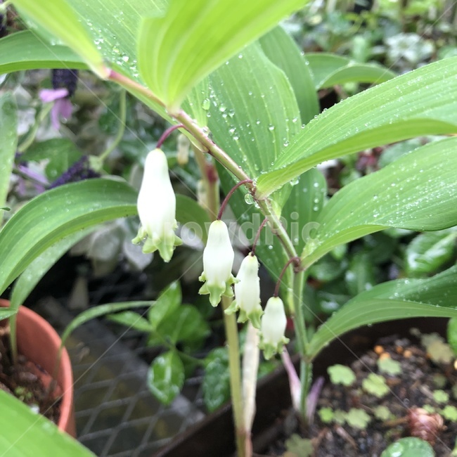 둥글레,야생초,화훼,온실,polygonatumodoratum,garden,힐링,분화,plant,greenhouse,식물,자연,plants,nature,꽃,flower