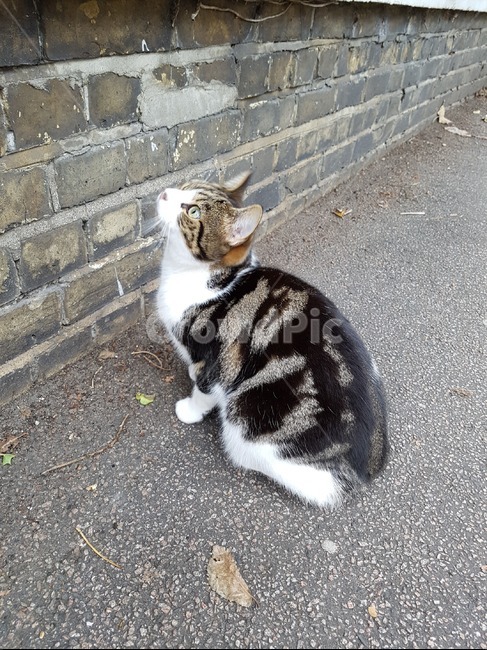 고양이,길고양이,cat,고양이옆모습,straycat