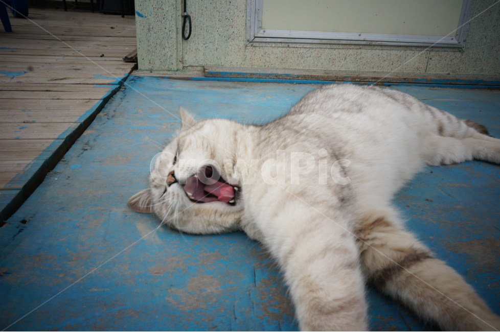 고양이,냥이,하품,입벌리기,동물,동물,animal,포유류,mammal,고양이,cat,kitten,kitty