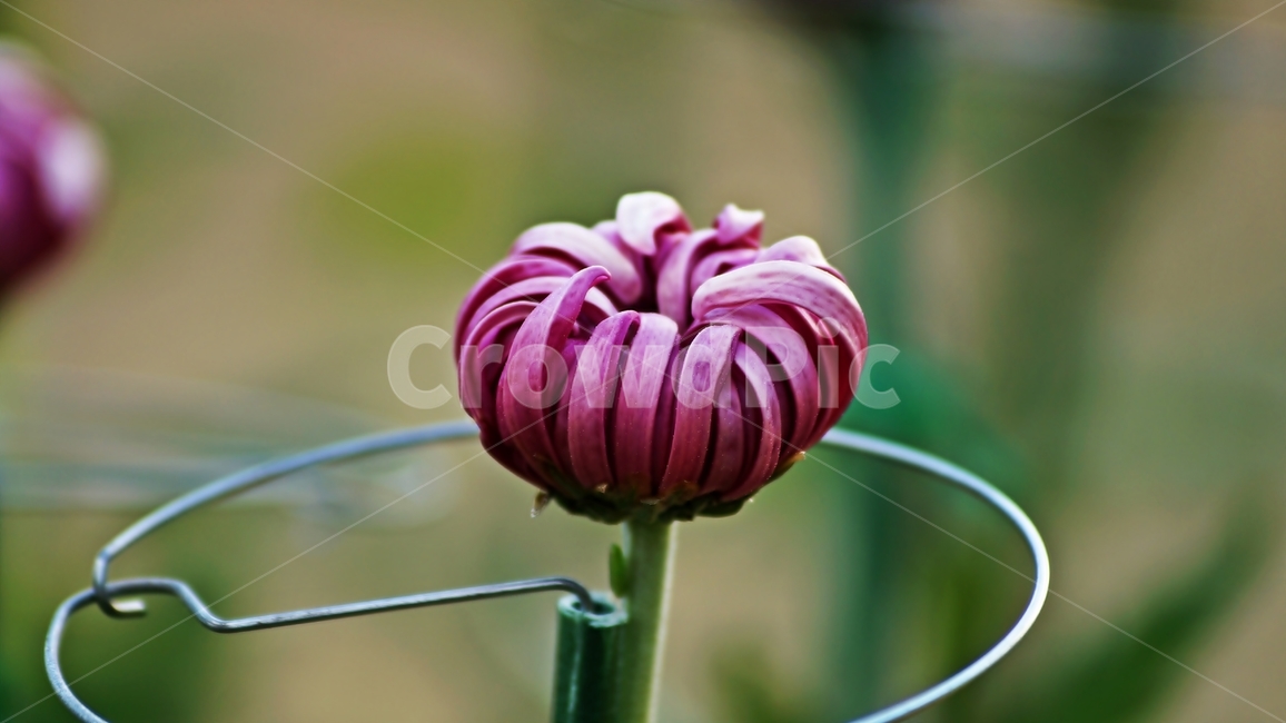 국화,개량국화,꽃축제,꽃길,식물,식물,자연,plants,nature,꽃,flower