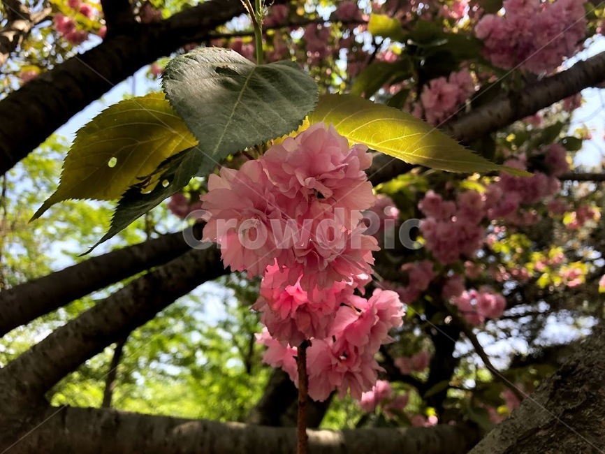 꽃,봄꽃,flower,white,초록,하얀,흰색,푸른,풀,자연