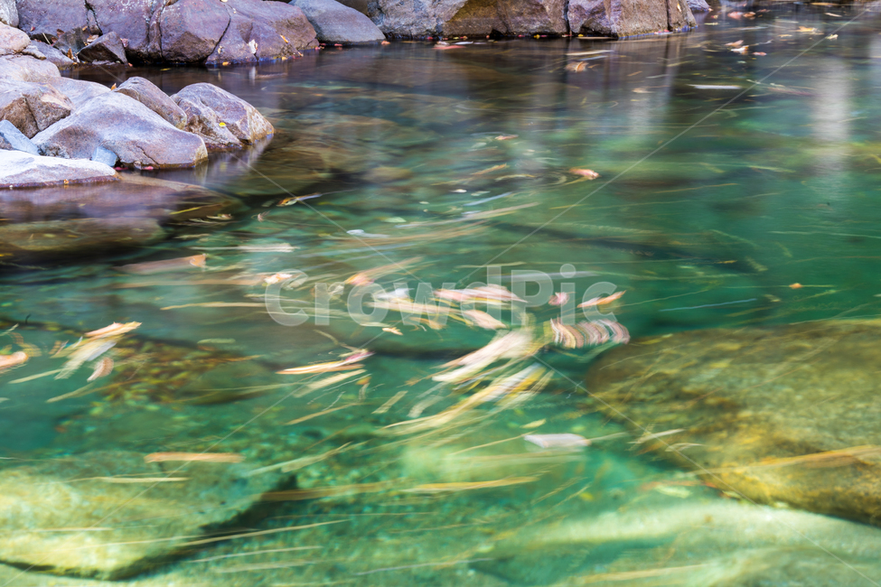 계곡,물,장노출,잎,가을,자연,풍경,nature,landscape,water,outdoors,옥외