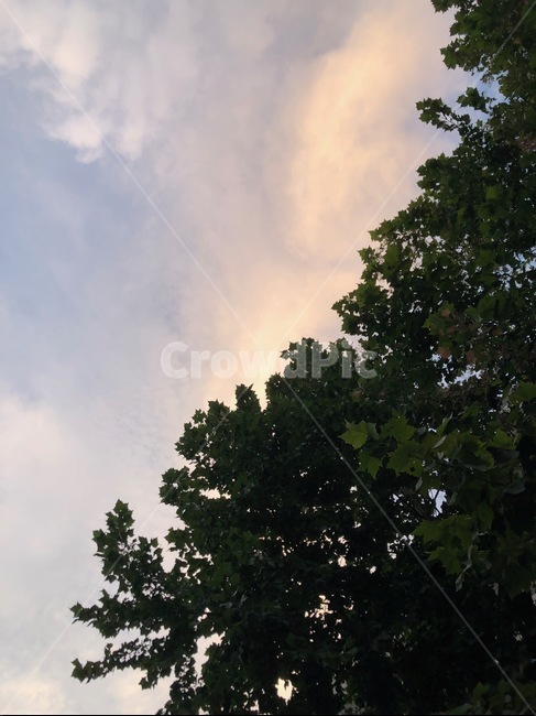 tree,나무,plant,식물,하늘,sky,노을,자연,힐링,쉼,숲,heeling