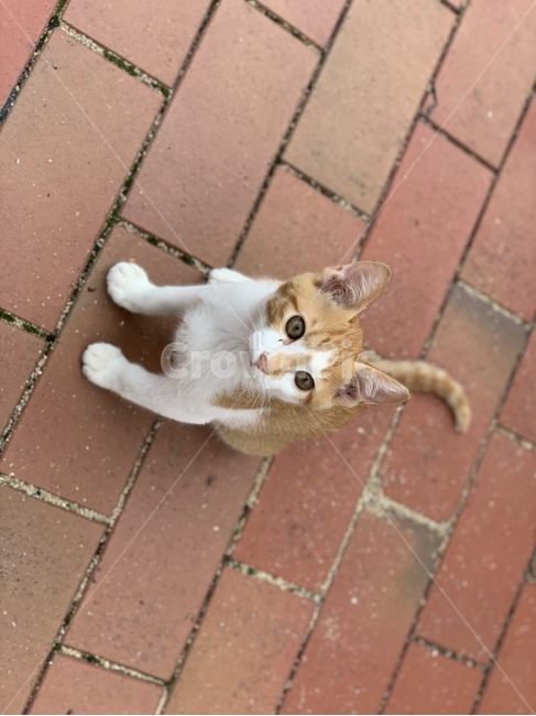 고양이,길고양이,동물,아기고양이,길냥이,펫,포유류,귀여운,animal,cat,pet,kitty,lovely