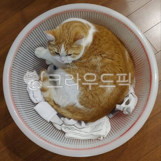 고양이,pet,동물,cat,고양이빨래