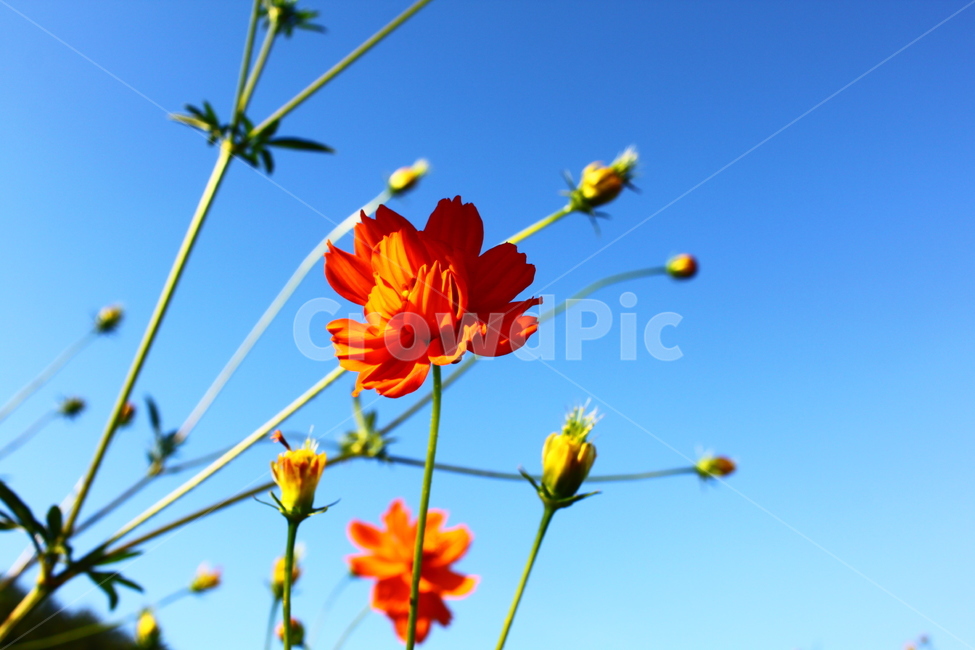 꽃,꽃잎,새싹,여름,하늘,flower,sky,life,red,blue,식물,자연,plants,nature,꽃,flower