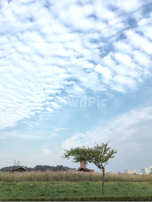 나무,자연,nature,하늘,구름,옥외,들