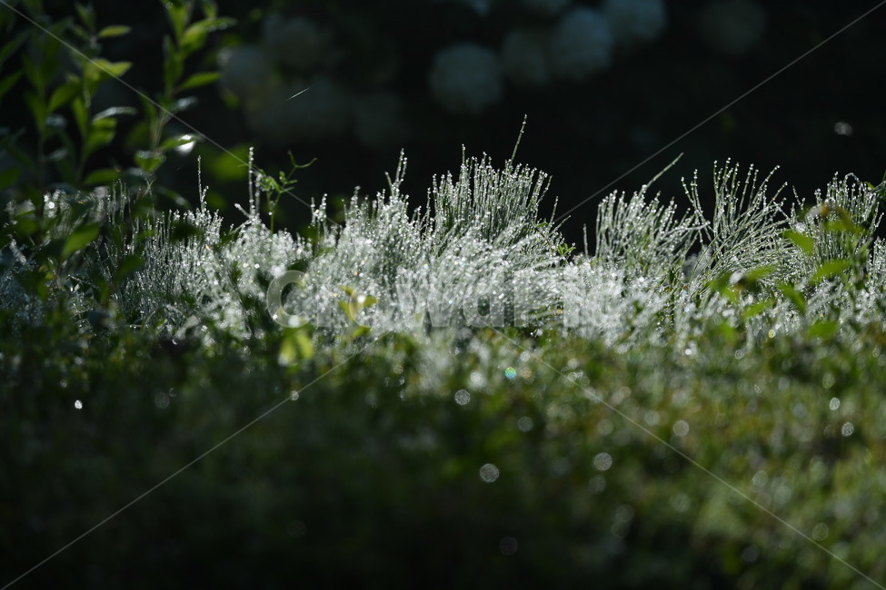 식물,감성사진,이슬,이슬꽃,자연풍경,봄,아침이슬,5월,쇠비듬,식물,자연,plants,nature,휴식,힐링,rest,relaxation,healing