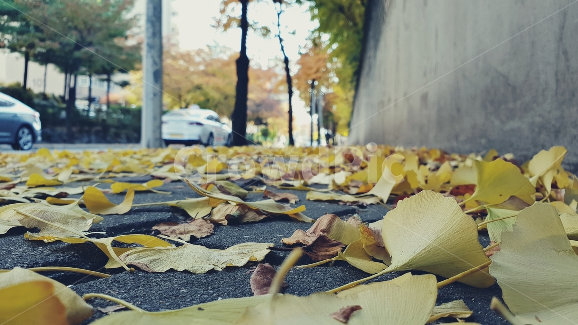 가을,단풍,은행나무,은행잎,걷기,도보,가을분위기,mood,walking,나무사이,나무,감성,길거리,가을,계절,fall,autumn,season,leaf,잎,plant,식물,machine,기계,wheel,바퀴