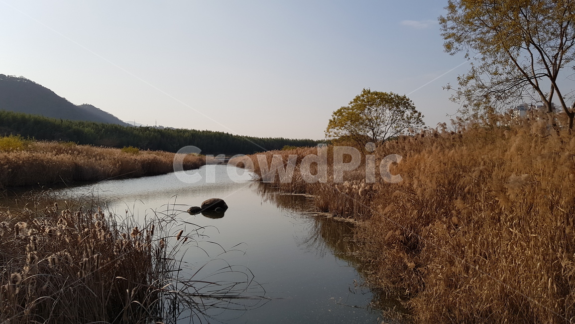울산,태화강,둔치,억새,강변,강,river,자연,풍경,nature,landscape,plant,식물,grass,잔디,outdoors,옥외,land,땅,water,물,ditch,도랑