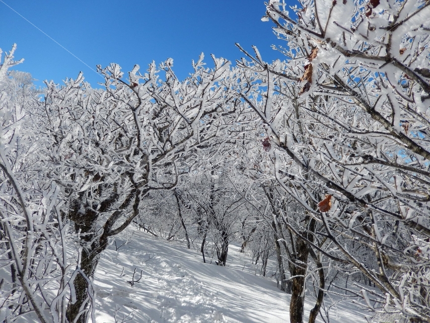 소백산,눈꽃풍경,상고대,겨울풍경,국립공원,겨울동화,힐링,감성,아름다움,뷰티풀,설국,눈풍경,파란하늘,100대명산,겨울명산,설경,서리꽃,영동,snow,landscape,눈,화이트,자연,신비로운,경이로운,천상,비경,치유,나무,겨울,산,명산,겨울,계절,winter,season,식물,자연,plants,nature,나무,trees,wood