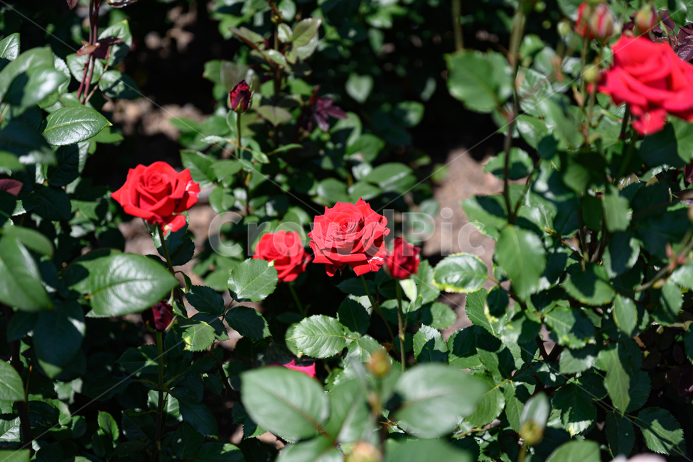 장미,장미숲,장미공원,장미축제,빨간장미,덩쿨장미,장미송이,식물,자연,plants,nature,꽃,flower