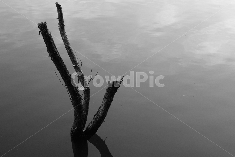 나무,흑백,monochrome,감성,쓸쓸함,외로움,고독,부러진,흑백,모노톤,monochrome,black and white