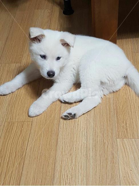 강아지,애완견,dog,귀여운강아지,애완동물