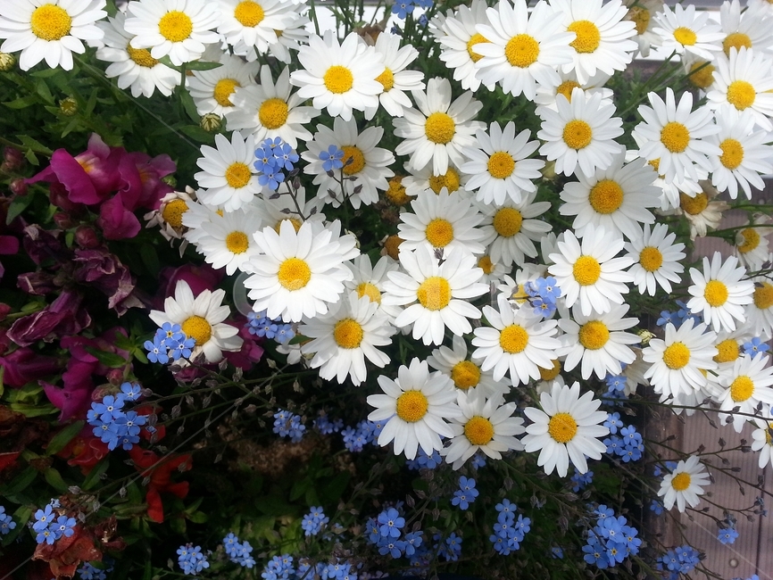 꽃,봄,원예,아름다움,식물,flower,bloom,floral,향기,자연,화사,동그라미,꽃잎,암술,수술,beautiful,plant,식물,자연,plants,nature,꽃,flower