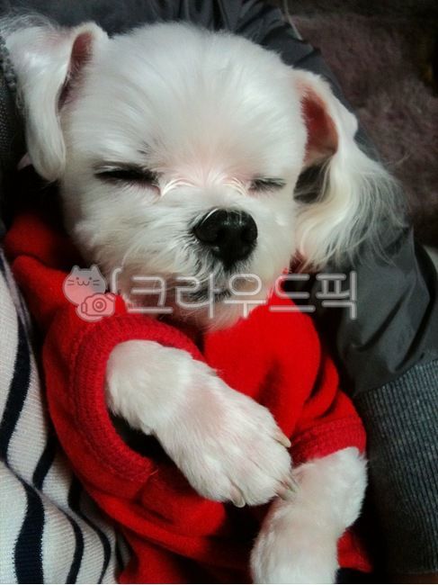 말티즈,강아지,자는강아지,sleepingpuppy,puppy,puppies,maltese,조는강아지,개,dog