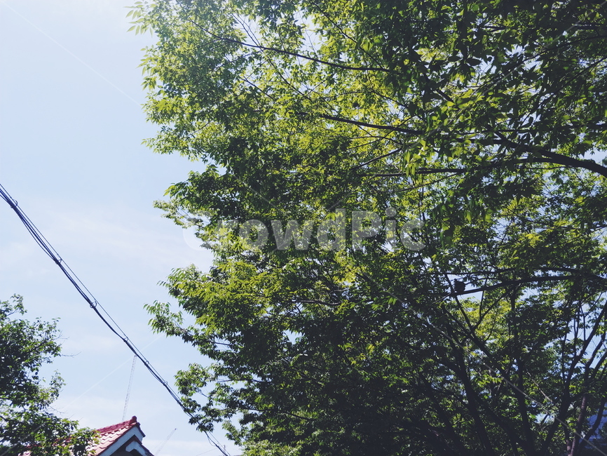 나무,tree,여름,summer,풍경,나뭇잎,하늘,초록,green,낮,day,leaf,sky