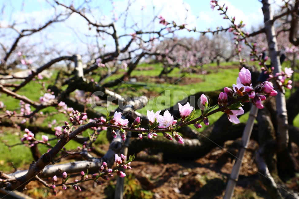 전주원동마을,복사꽃,원동과수원마을,복숭아꽃,봄꽃,봄,계절,spring,season,식물,자연,plants,nature,꽃,flower,plant