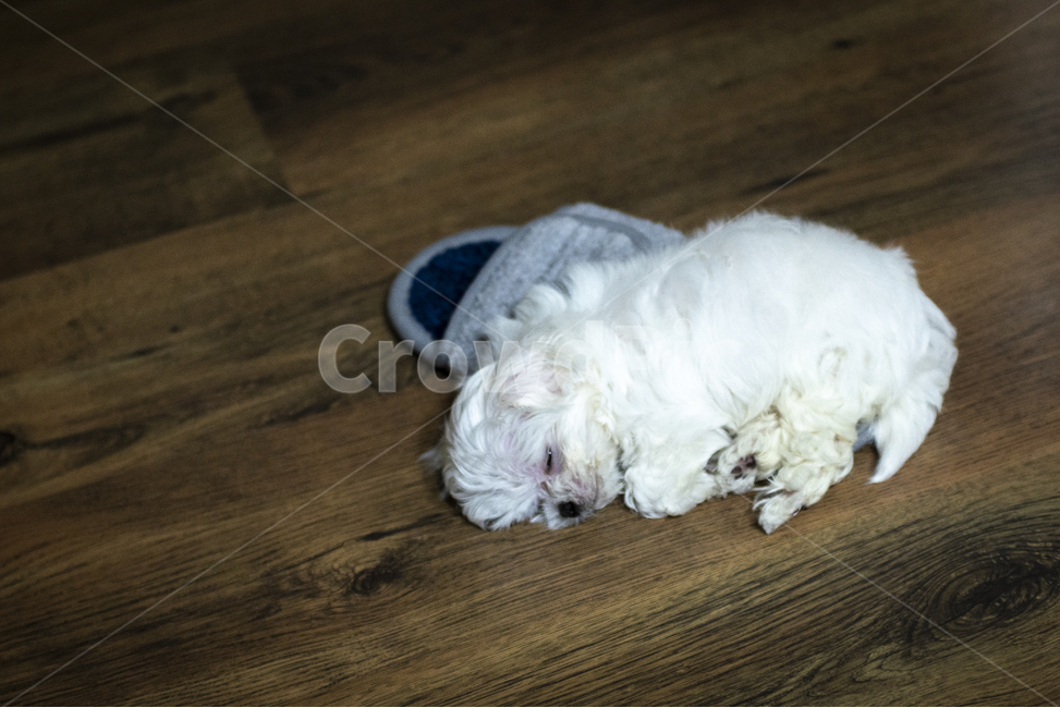 개,강아지,말티즈,반려견,애견,흰색강아지,어린강아지,하얀반려견,귀여운강아지,새끼반려견,새끼강아지,신발과말티즈,신발속강아지,신발속말티즈,잠자는강아지,잠자는반려견,동물,animal,포유류,mammal,개,강아지,dog,doggy