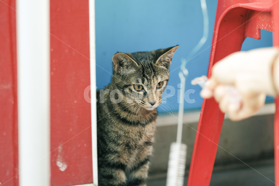 고양이,야옹이,길고양이,길냥이,캣맘,야옹,캣,동물,animal,포유류,mammal,고양이,cat,kitten,kitty