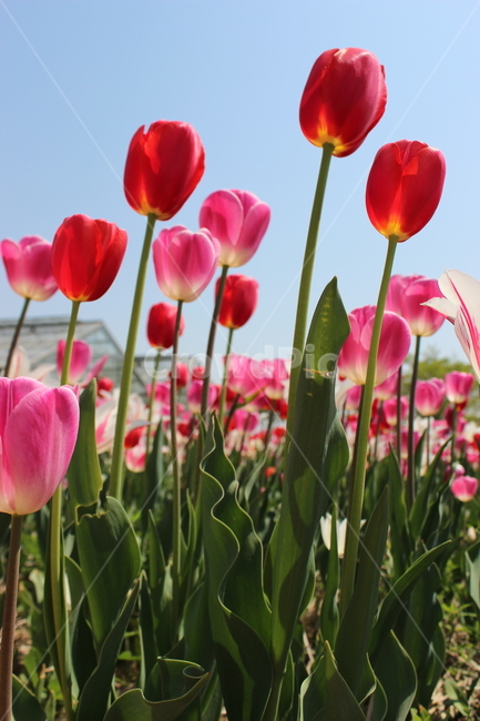 튤립,꽃,정물,화사,접사,봄,계절,spring,season,식물,자연,plants,nature,꽃,flower,plant,blossom,tulip