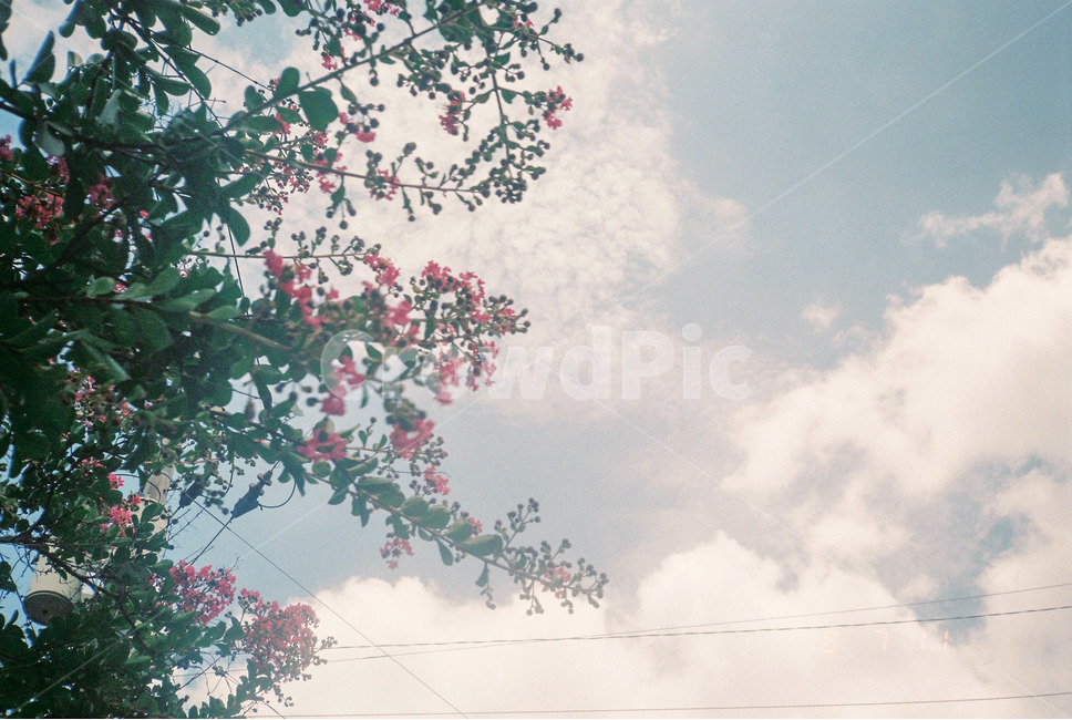봄,꽃,spring,flower,하늘,자연,풍경,nature,landscape,감성,sensible,feeling,plant,식물,blossom