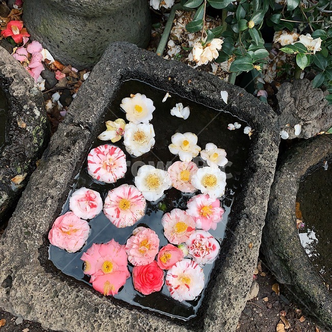 동백꽃,꽃,풍경,자연,제주도